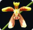 Phal. honghenense x kunstleri
